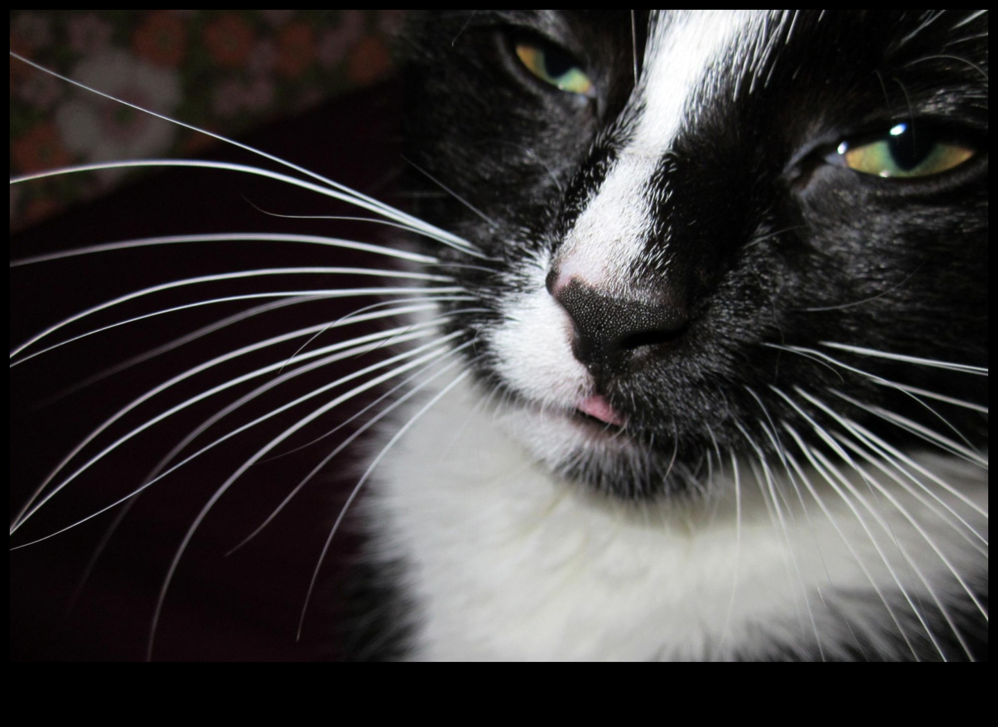 Watch Whisker Observarea și înțelegerea semnalelor de mustață de pisică 4 Whisker Watch: observarea și înțelegerea semnalelor de mustață de pisică