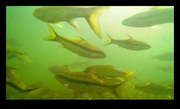 Cronicile de conservare a peștilor Povești de succes în continuare în protecție 2 Cronicile de conservare a peștilor Continuare: Povești de succes în protecție