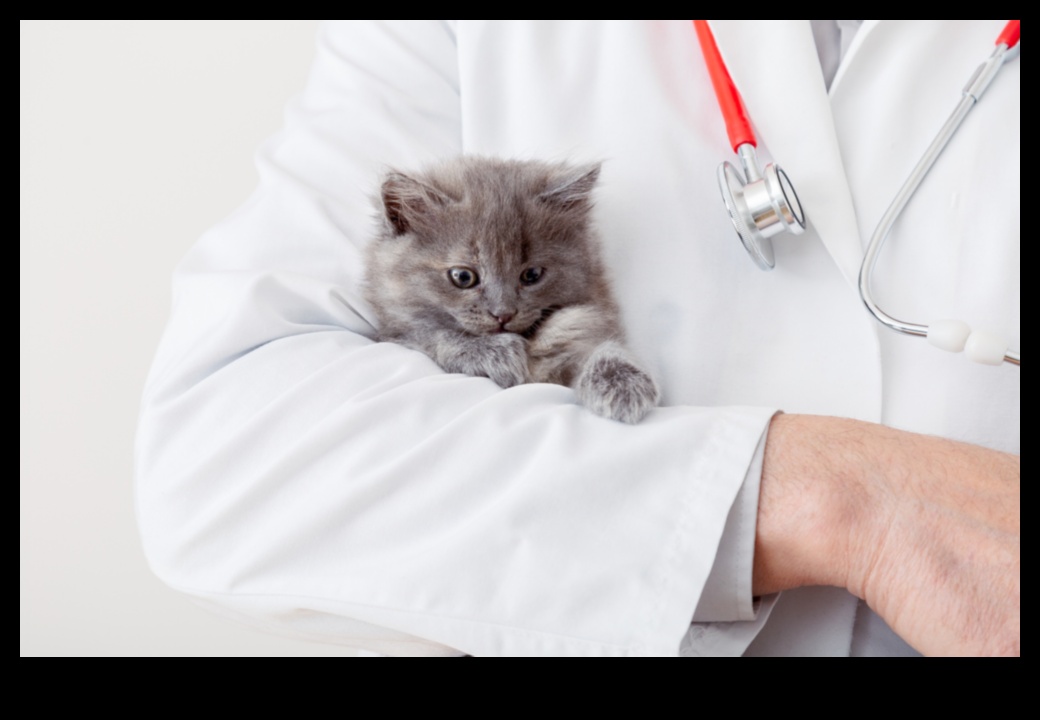 Kitty Enigmes Rezolvarea provocărilor comune ale comportamentului pisicilor 5 Kitty Conundrums: Rezolvarea provocărilor comune ale comportamentului pisicilor