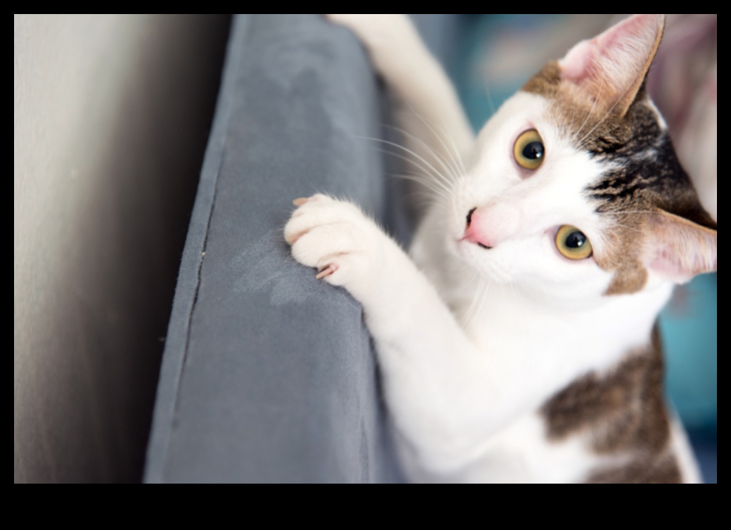 Kitty Enigmes Rezolvarea provocărilor comune ale comportamentului pisicilor 4 Kitty Conundrums: Rezolvarea provocărilor comune ale comportamentului pisicilor