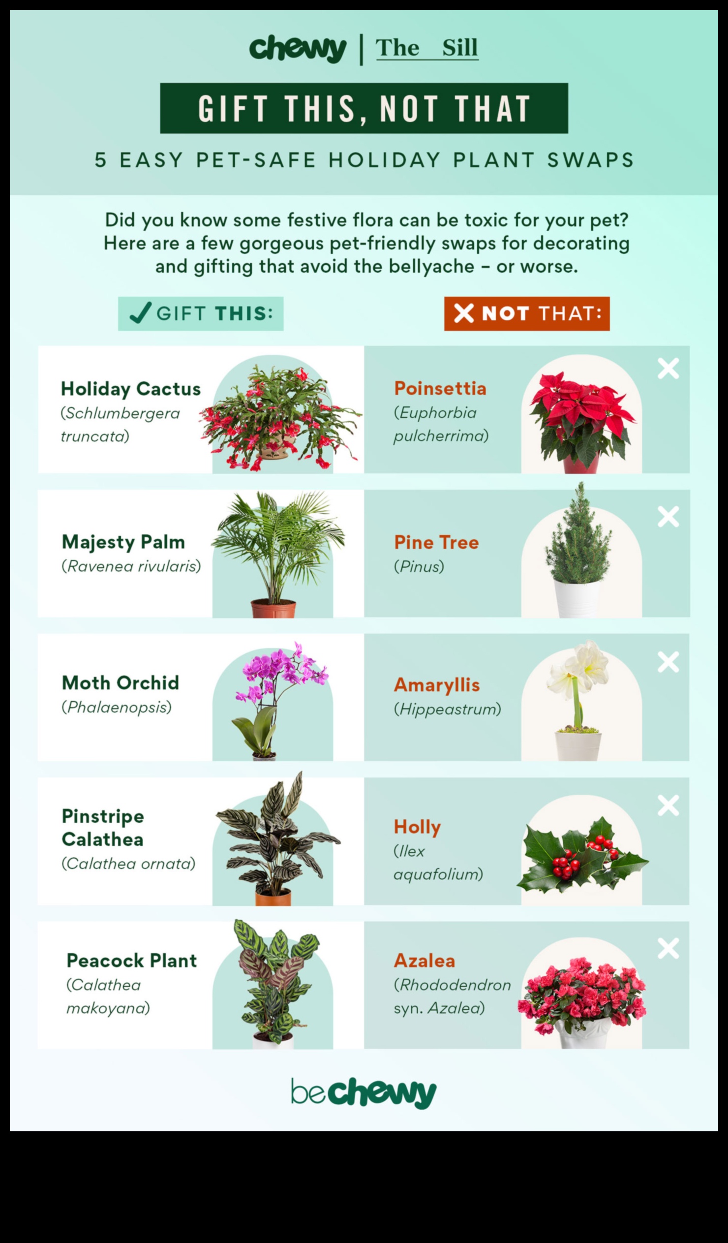 Plante sigure pentru animalele de companie: verdeață pentru o casă prietenoasă cu animalele de companie