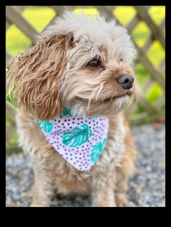 Dapper Doggies Îmbrăcăminte și accesorii pentru animale de companie DIY 3 Dapper Doggies: Îmbrăcăminte și accesorii pentru animale de companie