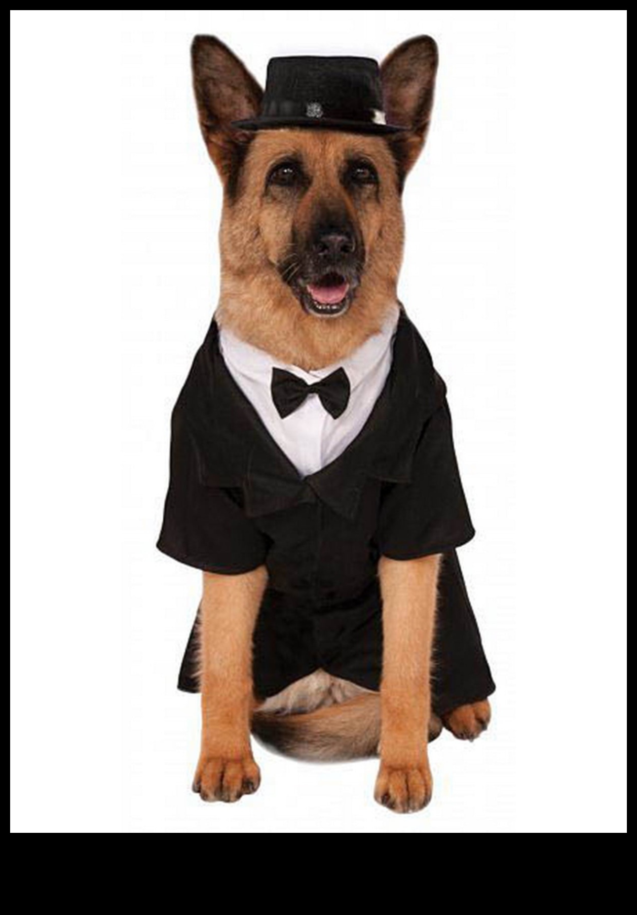 Dapper Doggies Îmbrăcăminte și accesorii pentru animale de companie DIY 5 Dapper Doggies: Îmbrăcăminte și accesorii pentru animale de companie