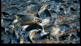 Cronicile de conservare a peștilor Continuare: Povești de succes în protecție