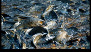 Cronicile de conservare a peștilor Continuare: Povești de succes în protecție