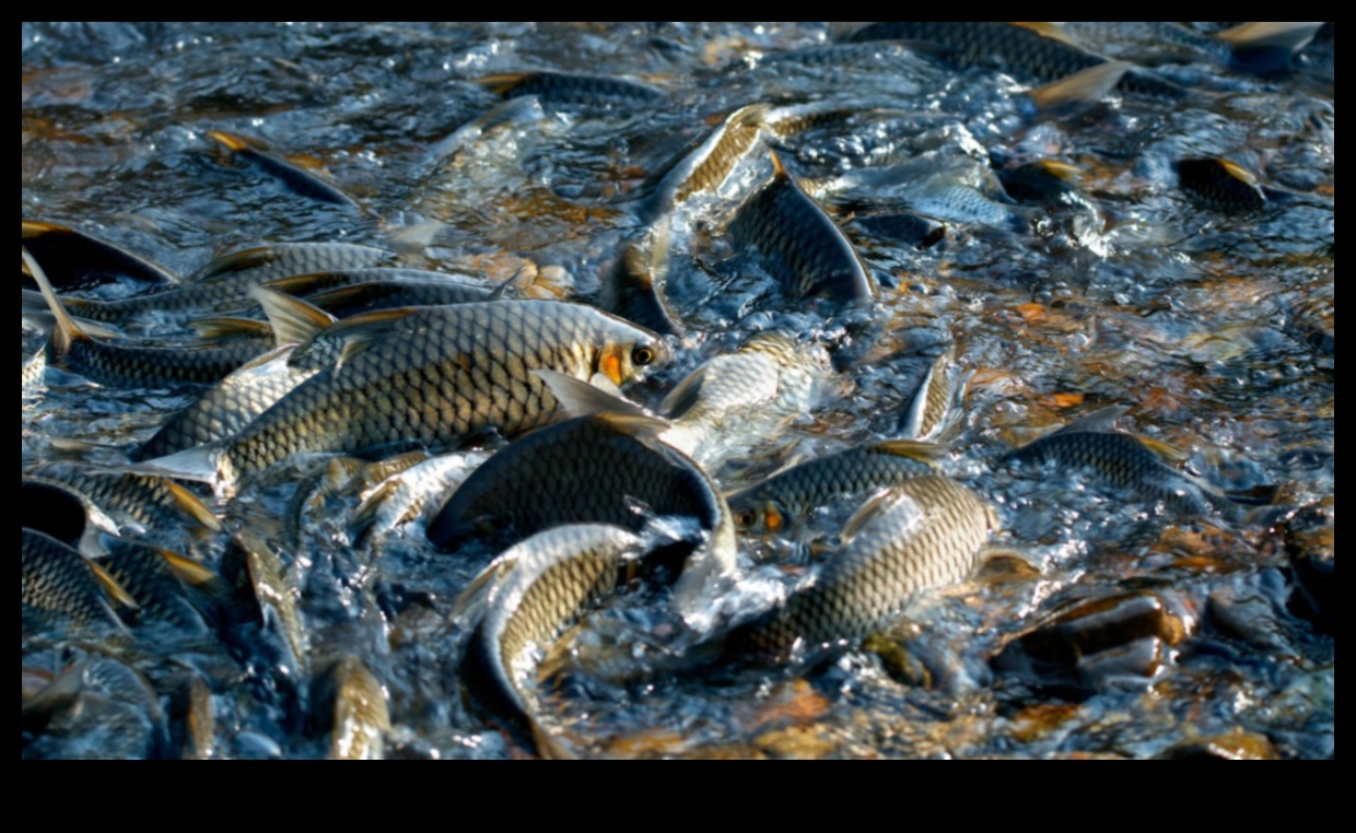 Cronici privind conservarea peștilor Povești de succes în continuare în protecție 1 Cronicile de conservare a peștilor Continuare: Povești de succes în protecție