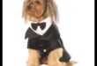 Dapper Doggies: Îmbrăcăminte și accesorii pentru animale de companie