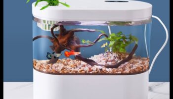 Prezentare de modă a rezervoarelor de pește: stilizarea animalelor de companie din acvariu cu accesorii