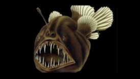 Momeală și comutatie tactici dificile în lumea pescuitului 4 Bait and Switch: Tactici complicate în lumea pescuitului