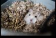 Probleme de comportament ale hamsterilor Continuare: Soluții pentru provocări comune