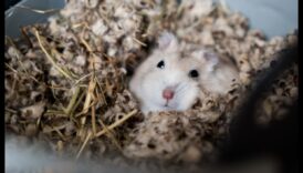 Probleme de comportament ale hamsterilor Continuare: Soluții pentru provocări comune