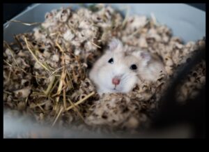 Probleme de comportament ale hamsterilor Continuare: Soluții pentru provocări comune