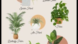 Plante sigure pentru animalele de companie: verdeață pentru o casă prietenoasă cu animalele de companie