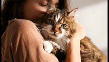 Whisker Watch: observarea și înțelegerea semnalelor de mustață de pisică